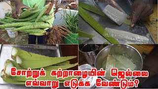 சோற்றுக் கற்றாழையின் மேல் உள்ள தோலை எவ்வாறு நீக்க வேண்டும் சோற்றுக் கற்றாழையின் மருத்துவக் குணங்கள் [upl. by Eserahc636]