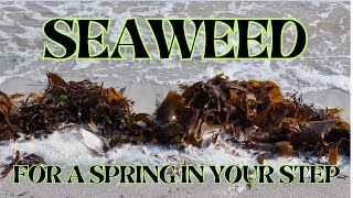 Seaweed  For a Spring in Your Step [upl. by Lyda]