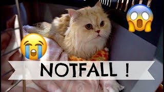 EIN TIERISCHER NOTFALL  😭  11120917  Daily Maren amp Tobi [upl. by Cheria]