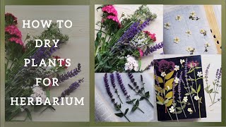 How to Dry Plants For Herbarium or Decoration Easiest Way to Preserve Flowers in a Book at HomeDIY [upl. by Julio]