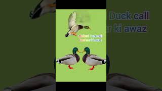 Mallard call huntingMallard Duck sound Neel sar ki awazMurgabi ki awaz [upl. by Anoed]