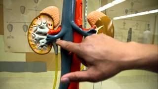 Anatomy Urinary System Ureter Urinary Bladder Kidney [upl. by Ainedrag]