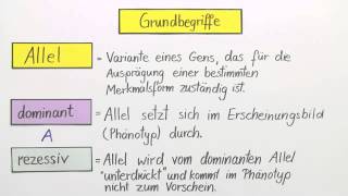 Erbgänge dominantrezessiv intermediär und kodominant  Biologie  Genetik [upl. by Daniala]