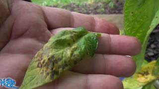 Septoria leaf spot tomato  Septoria lycopersici  How to identify it and what it is [upl. by Eeresid749]