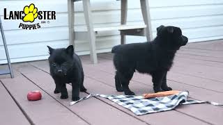 Adorable Schipperke Puppies [upl. by Nnoryt]