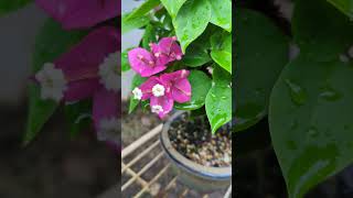 Bougainvillea Bonsai bonsai love gardening bougainvilleacuttings shortsfeed shorts [upl. by Uchish]