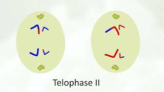 Meiosis animation [upl. by Paulo659]