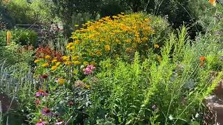 Szárazsagtűrő évelők 4 Heliopsis helianthoides [upl. by Ailekat349]