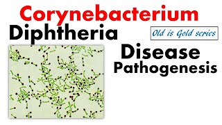 Corynebacterium diphtheriae microbiology lecture  Pathogenesis treatment disease symptoms toxin [upl. by Milo]