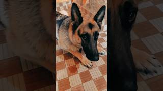 Jarmen shafard dogs 🐕🐶 moment viralvideo bgmi [upl. by Venn]