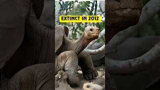 Animals We Have Lost Recently l shorts trending didyouknow [upl. by Nidraj]