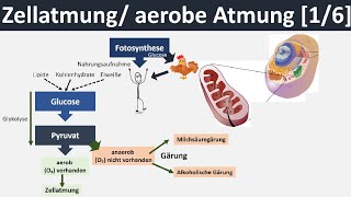 Zellatmung  aerobe Atmung  Überblick amp Zusammenfassung 16  Biologie Oberstufe [upl. by Irak]