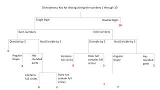 Dichotomous Key [upl. by Adelbert]