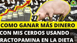 Cómo GANAR MÁS DINERO💰 Con Mis CERDOS🐷 Usando RACTOPAMINA En La DIETA [upl. by Perni]