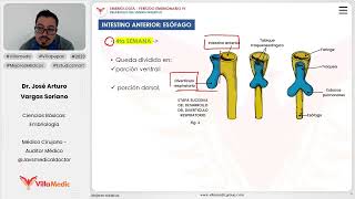 Desarrollo del sistema digestivo  Intestino anterior Esófago [upl. by Garlinda394]