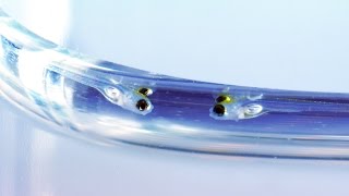 Zebrafish Development [upl. by Julianne26]