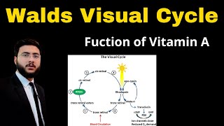 Walds Visual cycle Steps l Rhodopsin Cycle l definition l explanation l vitamin A functions [upl. by Anohsal92]