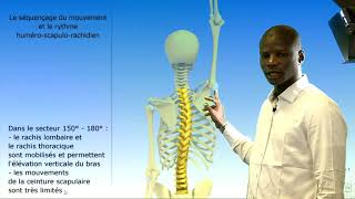 Anatomie de lépaule Séquençage des déplacements osseux lors de l’élévation du bras Concept de ryt [upl. by Azaleah337]