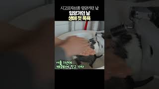 미공개영상 촌놈 소리 안 들으려면 깨끗하게 씻고 가야 돼 시고르자브종 유기견 입양 [upl. by Vivienne542]