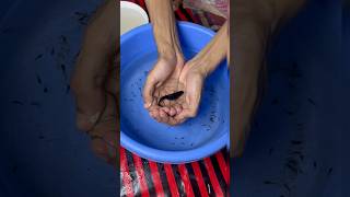 MOLLY FISH 🐟 GIVING BIRTH mollyfish mollybaby molly petsvlog petfish aquarium guppy pets [upl. by Forsta]