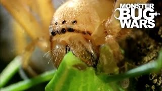 Badge Huntsman Spider Vs Spider Hunting Scorpion  MONSTER BUG WARS [upl. by Tigram301]