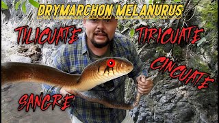 Tilicuate Tiricuate  Tilcuate cincuate Drymarchon melanurus serpiente que come víboras ¡¡¡¡¡ [upl. by Aldin]