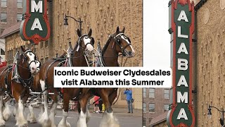 Iconic Budweiser Clydesdales visit Alabama this Summer [upl. by Epp]