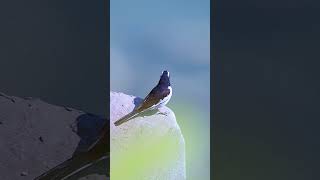 motacilla edit birds motacillaalba wildlifephotography youtubeshorts wildlifesanjay [upl. by Armelda659]