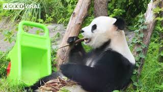 Animal Videos  Life of Panda Camel Deer Zebra Rhinoceros Giraffe Lion Bear Wolf in The Zoo [upl. by Clotilde]