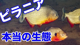 ピラニア 図鑑 生息地 の 映像 あり！ パイゴセントラス 、パイゴプリスティス 、プリストブリコン 、カタプリオン [upl. by Adym]