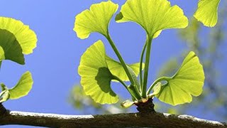 ¿Cuál es la diferencia entre PLANTAS VASCULARES y NO VASCULARES [upl. by Mika]