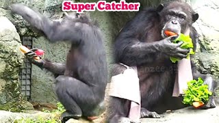 Ultimate Catchers These Chimps Are Master Food Catchers 😆黑猩猩們都是超級捕手😆大家拿到很多食物 [upl. by Perretta598]