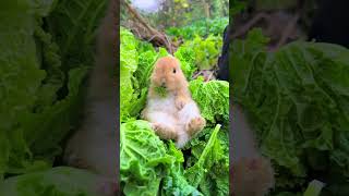 Cute king vege subscribe [upl. by Haet]