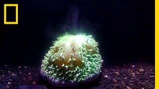 First Ever Footage Watch Coral Bleaching Happen Before Your Eyes  National Geographic [upl. by Kynthia]