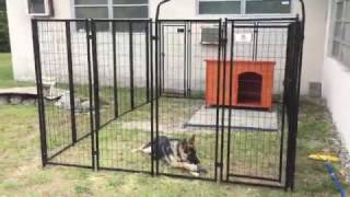 Welded wire dog kennel review [upl. by Derdlim949]