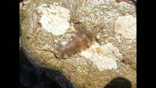 Marine Flatworm Hylocelis californica Malibu [upl. by Atyekram423]