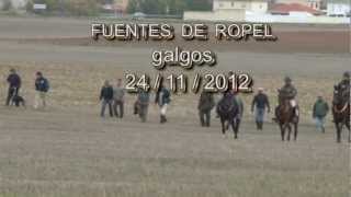 GALGOS Y LIEBRES EN CAMPO Fuentes de Ropel 24  11 2012 [upl. by Assil652]