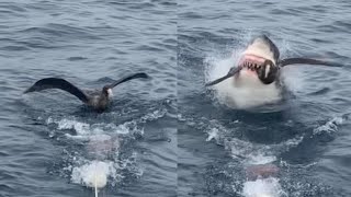 Savage Shark Snatches Bird From Water Surface [upl. by Jaquenetta]