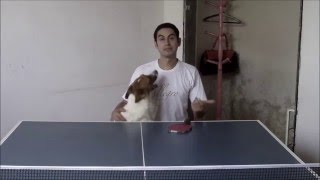 Treinando Sozinho  Tênis de Mesa  Ping Pong Forehand [upl. by Anibor432]