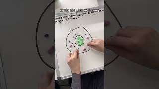 The cell cycle amp mitosis 6 mark question GCSE Biology [upl. by Orly701]