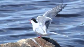 Arctic Tern  Bird Call  Bird Song [upl. by Bernardi]