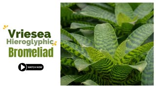 Vriesea Hieroglyphica Bromeliad  King of Bromeliads  TinyLeaf [upl. by Redep232]