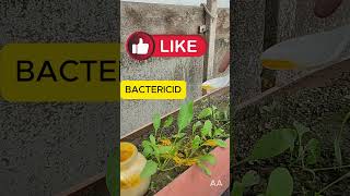 Dezinfectarea solului și tratarea plantelor gradina turmeric curcuma fungicid insecticid bio [upl. by Hertha]