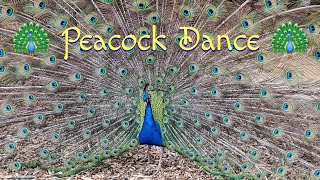 Peacock Dance [upl. by Oiluarb]