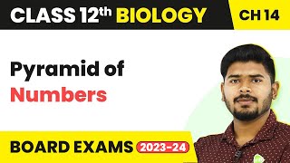 Class 12 Biology Chapter 14  Pyramid of Numbers  Ecosystem 202223 [upl. by Rosenthal]