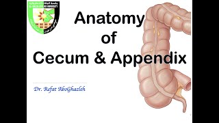 Anatomy of Cecum and Appendix [upl. by Bluefarb]