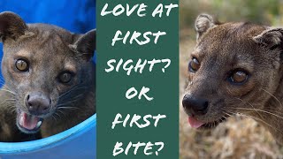 Fossa Introductions  love match or disaster [upl. by Mather]