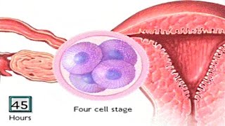 How The Embryo Develops After Fertilisation  Human Development Animation  Zygote Cell Division Vid [upl. by Alis]