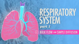 Respiratory System Part 1 Crash Course Anatomy amp Physiology 31 [upl. by Desireah385]