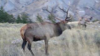 Yellowstone Bull Elk Barking [upl. by Kirat]